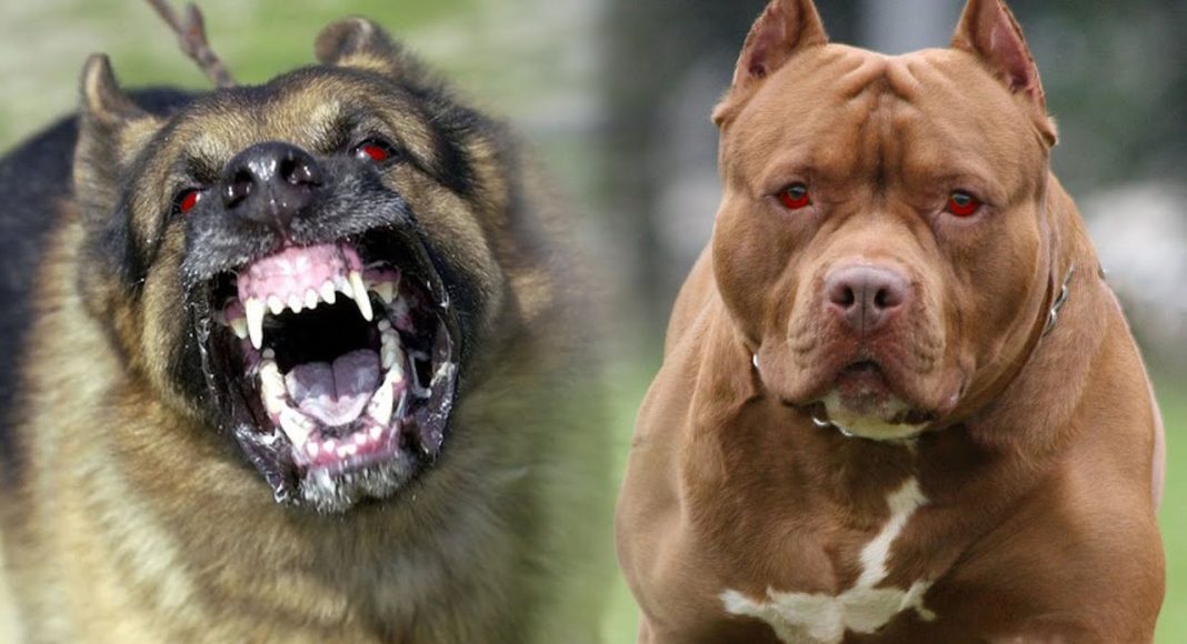 Top 10 most dangerous dogs